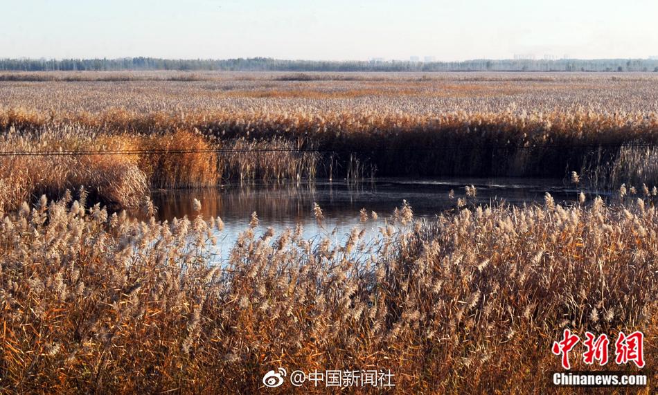 黑人大鷄巴XXX高湖电影