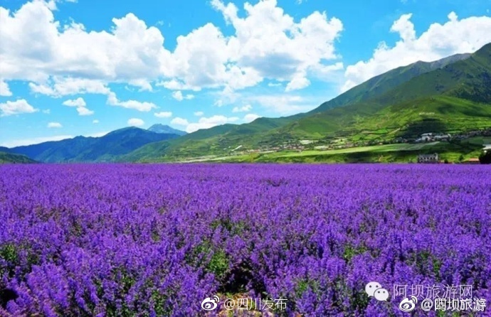 好 用 的 成人 网站