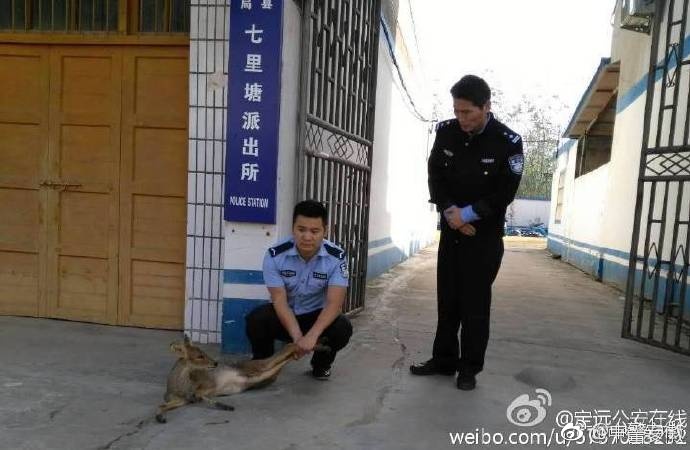 意大利XXX性HD精品