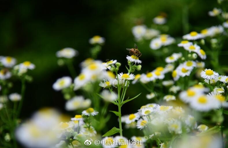 黄色视频立即看