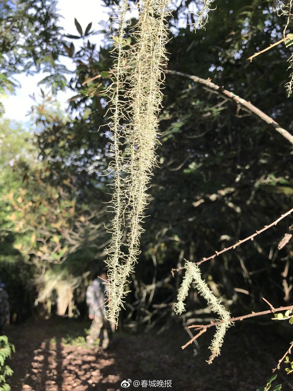 女处被黑人破苞