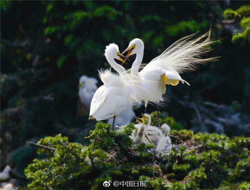 復古電影