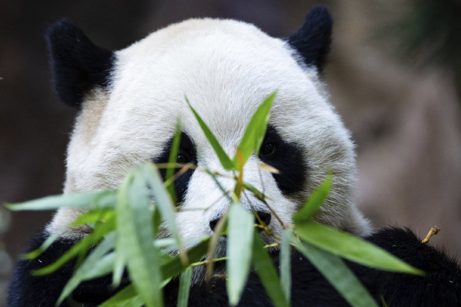 看免费黄片