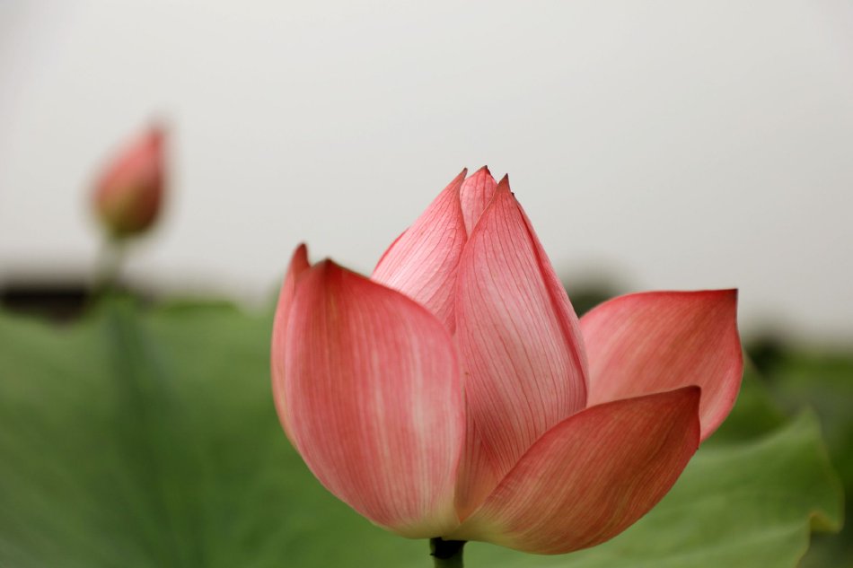 老师脱 让学生摸 欧美