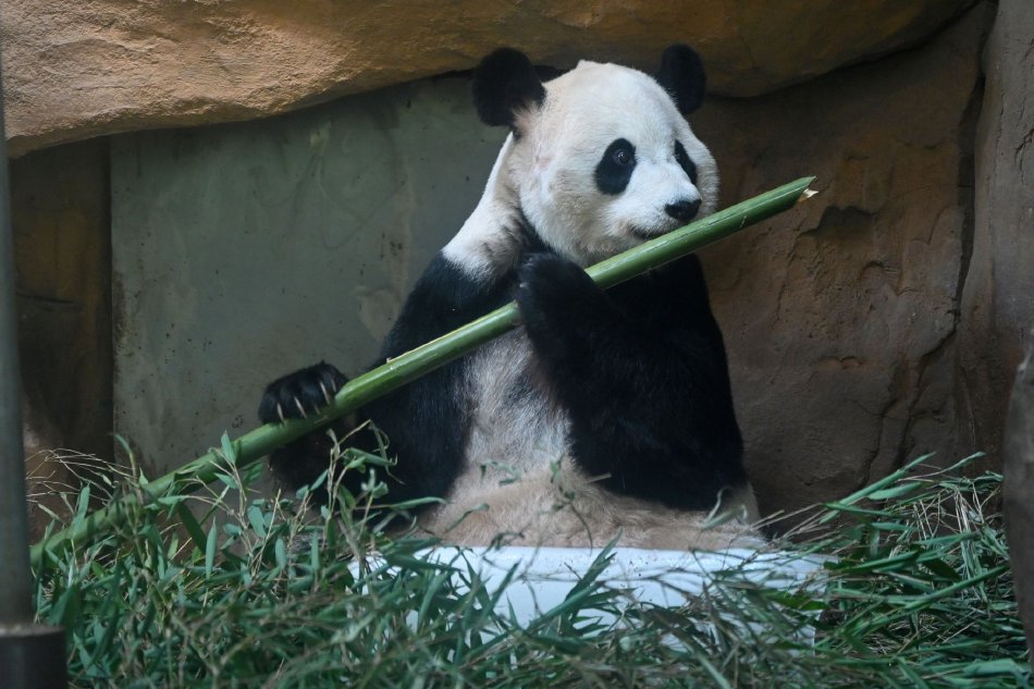 三级做a全过程