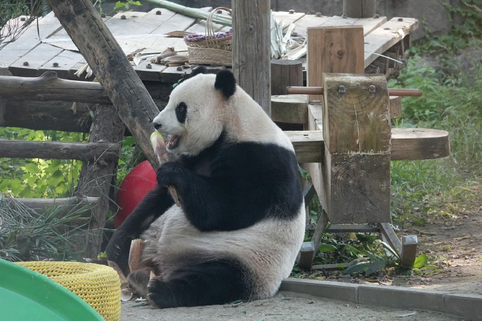 學生胸罩