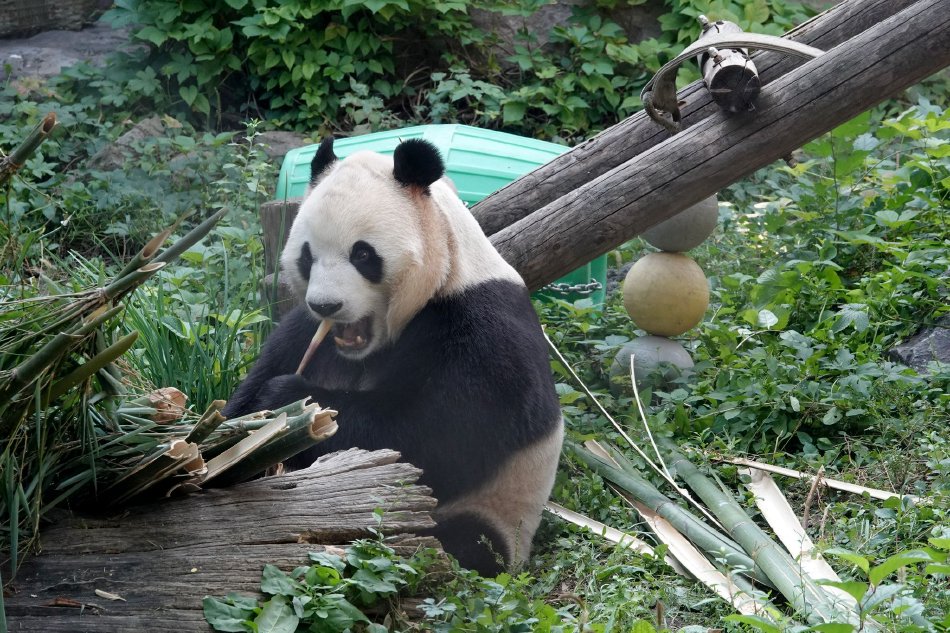 大陸無碼