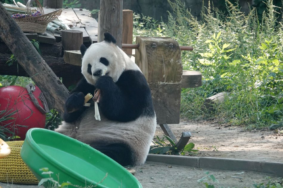 黄色片免费看