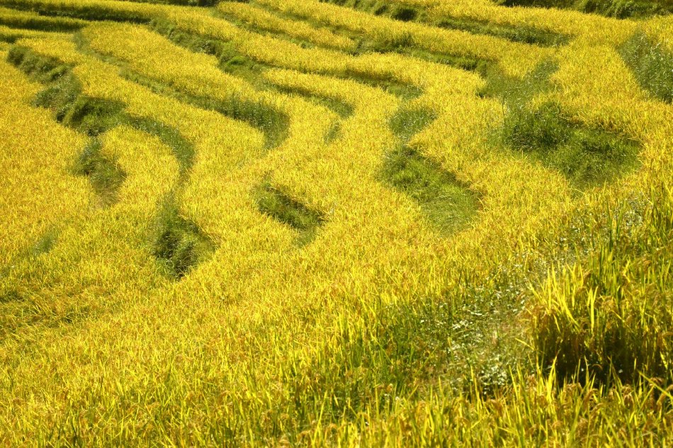 金鱼缸