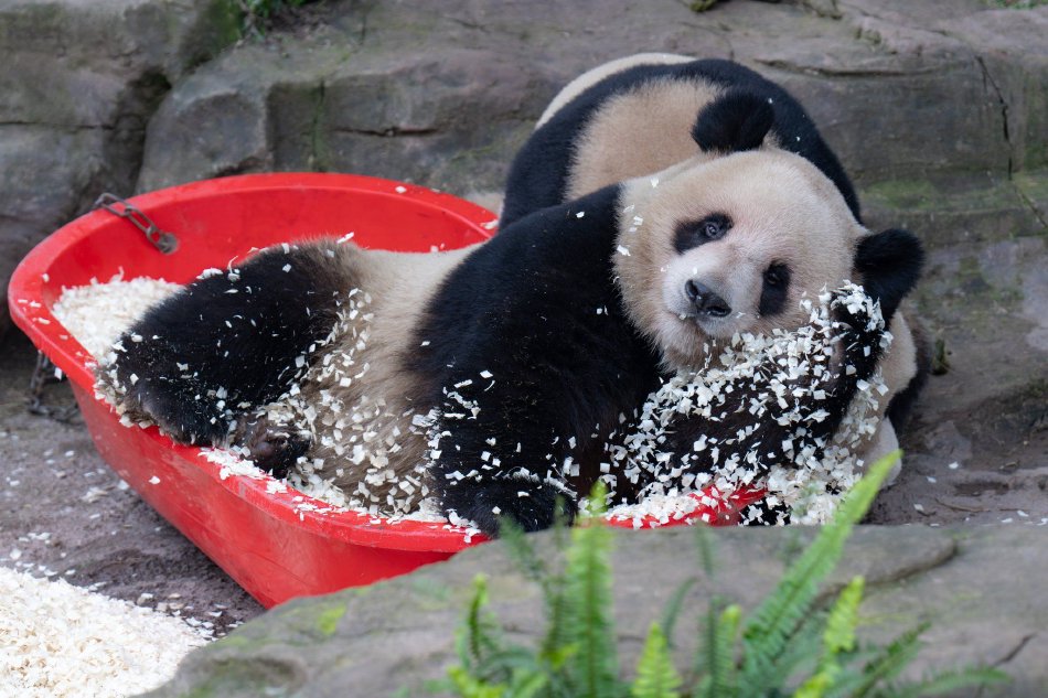 孕妇拳交业余