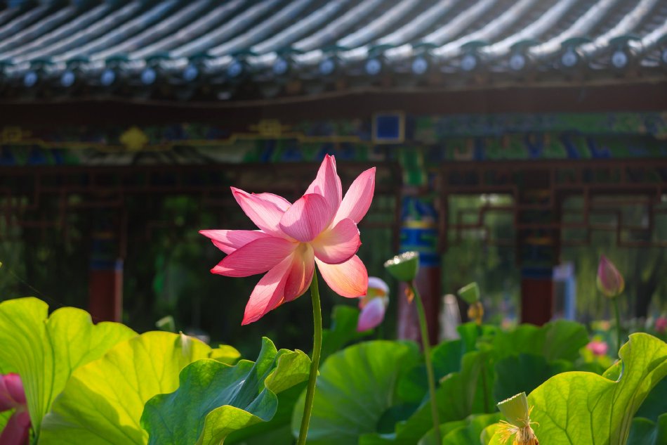 意大利《八尺夫人》在钱