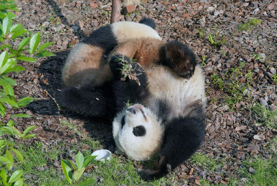 櫻萌子