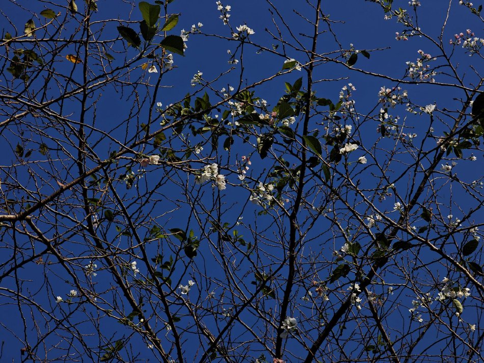 吳仁惠