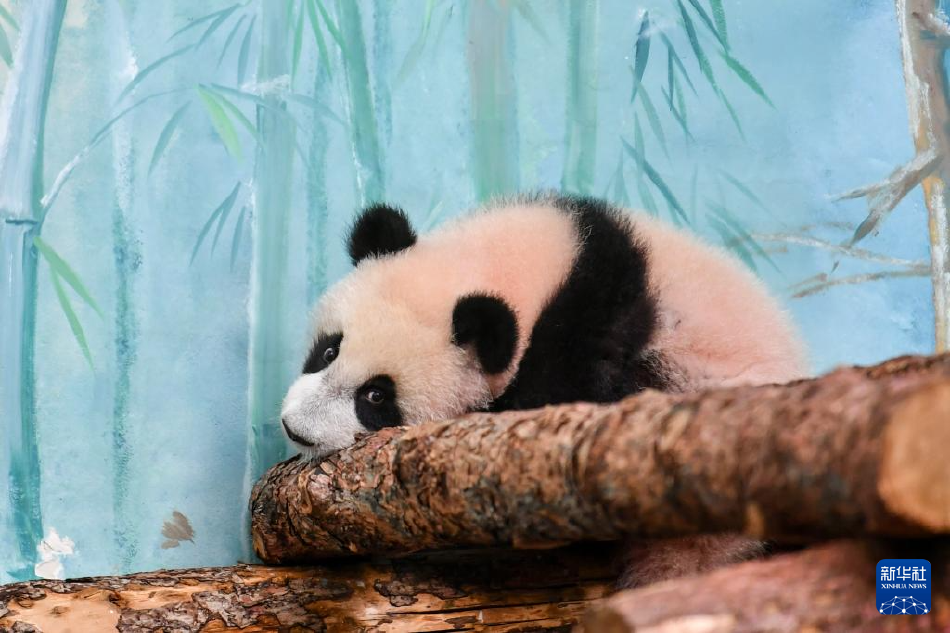 色情 直播 在线