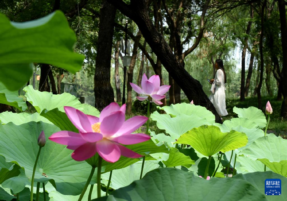 久久久香蕉