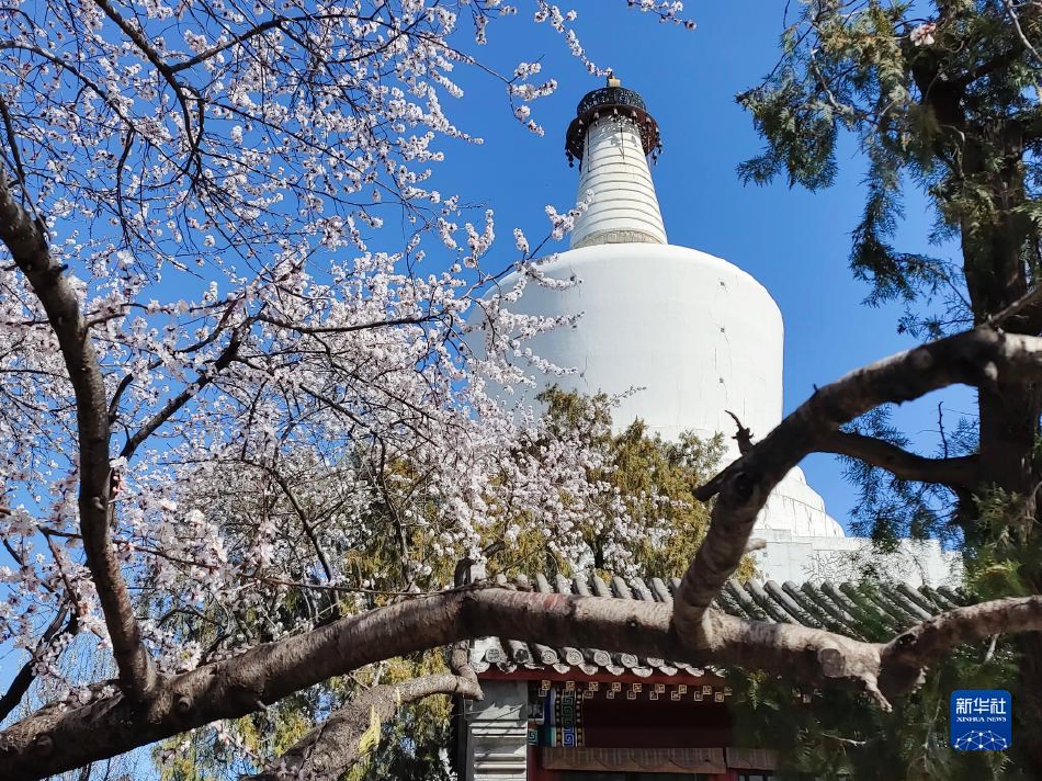 日向花火