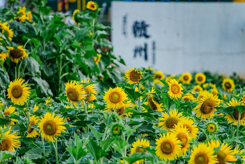 经典老汉Xxxx