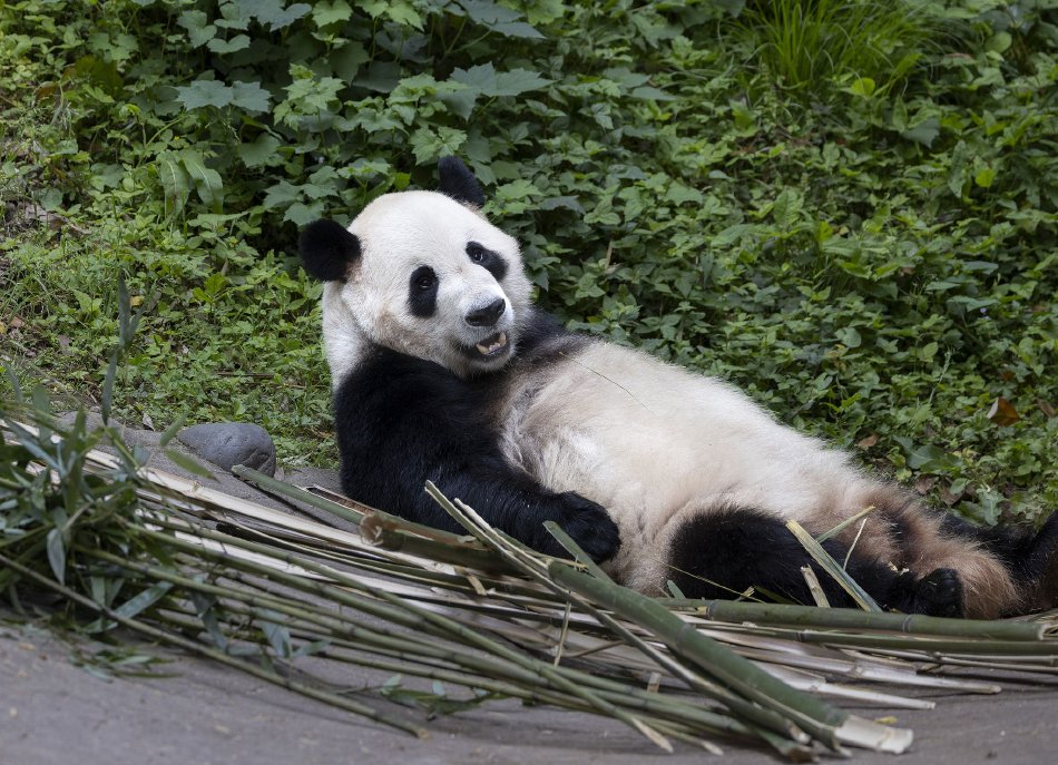 9l视频自拍蝌蚪9l成人