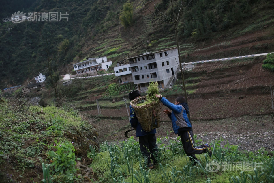 草莓 视频在线观看比赛app