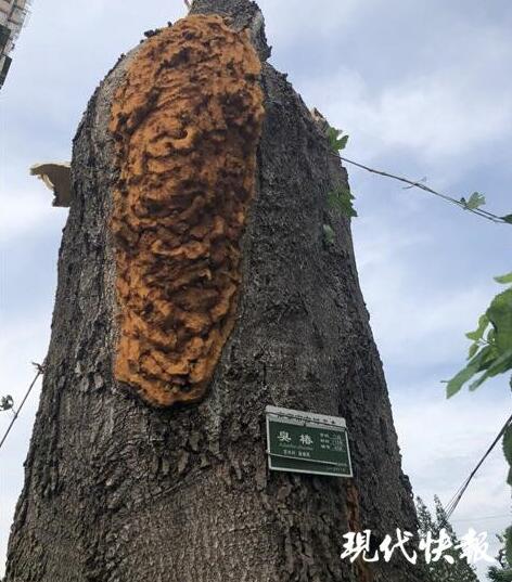 八重神子撕开内衣 吸奶头动漫