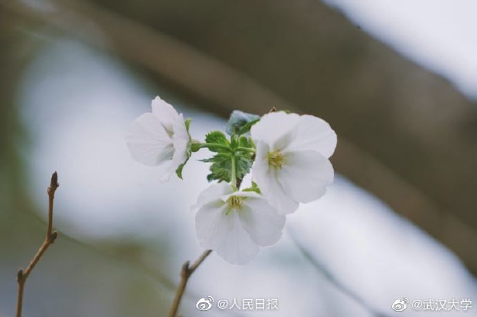 黑人内射大陆女人15P