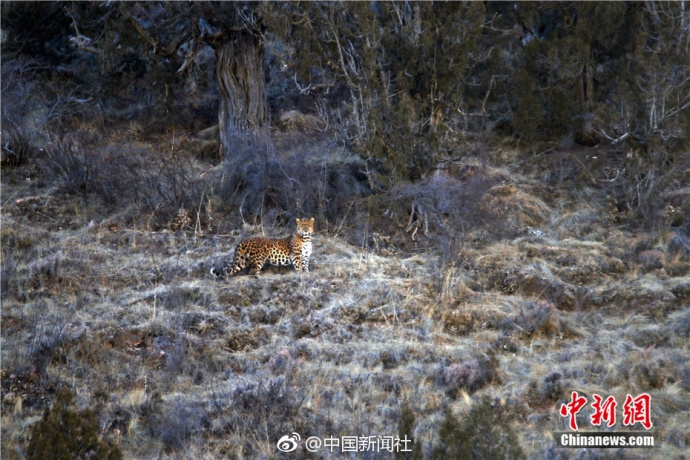 国象网络奥赛预赛结束 中国队晋级八强将战波兰队