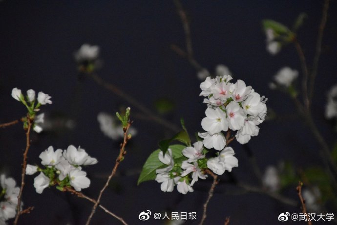 动漫二级黄片