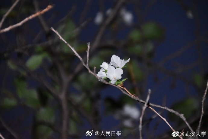 特黄视频
