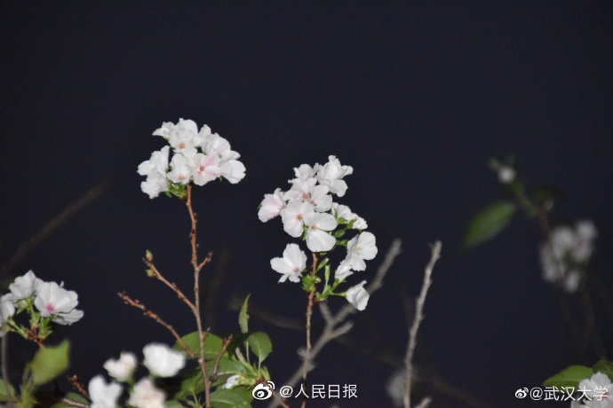别揉我胸 啊 嗯摸湿P站