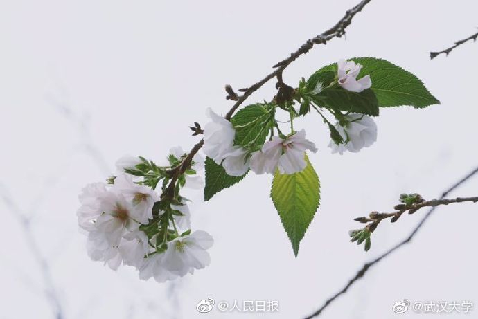 肏屄网站