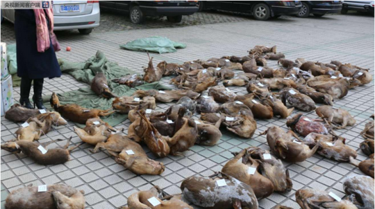 掌控指尖上的競速激情：香港賽馬會網上投注App，重新定義你的贏家生活 