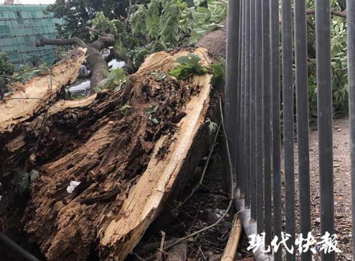 欧美熟妇色情