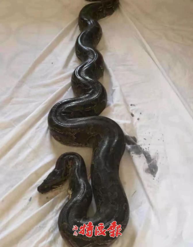 四川胖妇女BBBBBB一级毛片