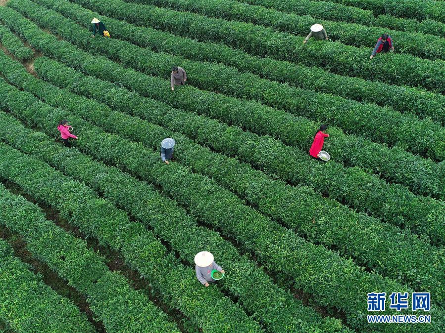 张拍芝跪下吃J8图片
