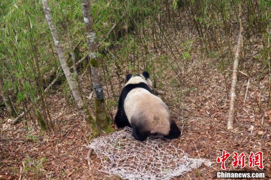 歐美黃色三級片在綫播放