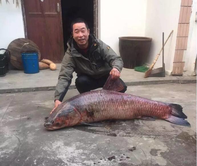 蝴蝶姊姊