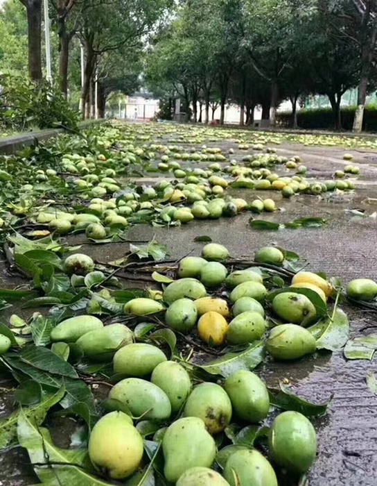 91精品久久久久久久