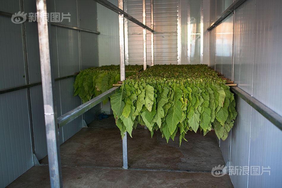 草莓直播间
