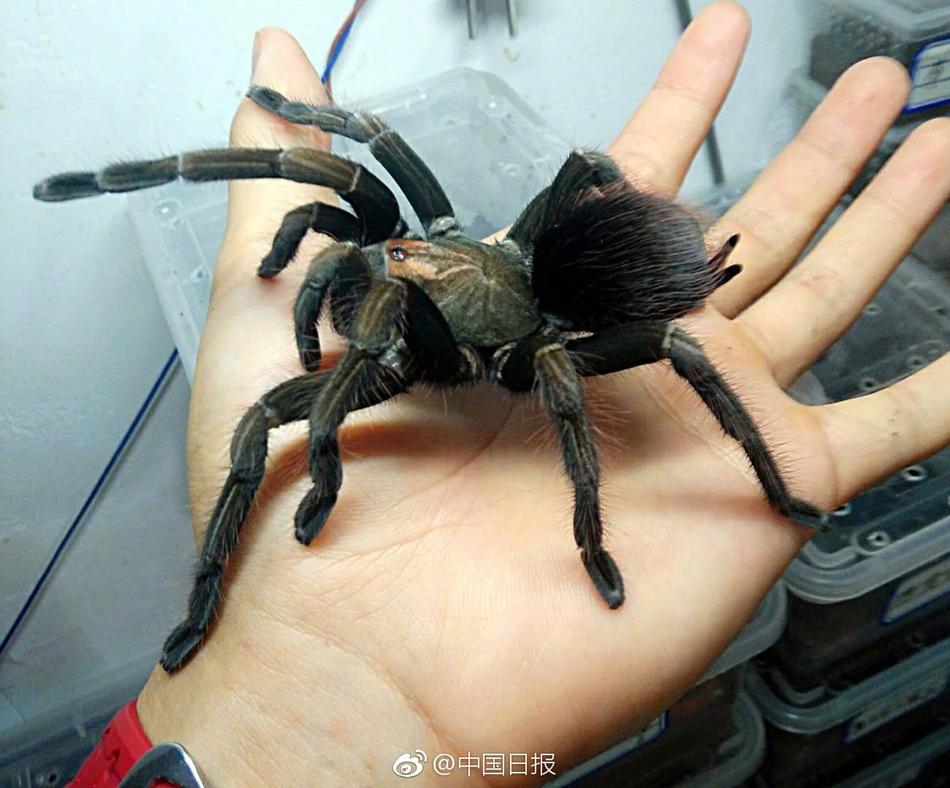 日本老头口含奶子操逼的视频