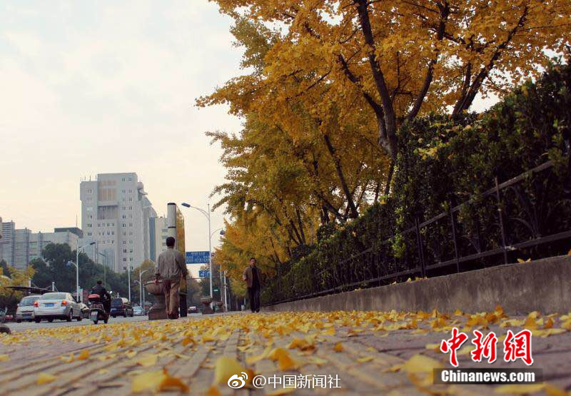 麻豆秘 在线观看国产