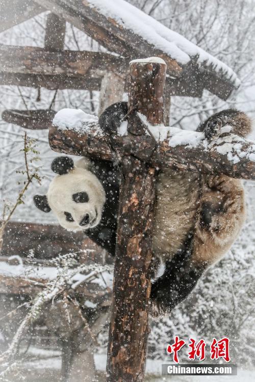 白丝美女被艹