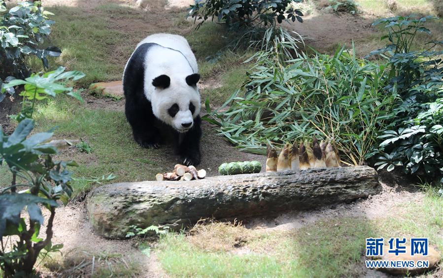 就要艹欧美黑人老妇另类