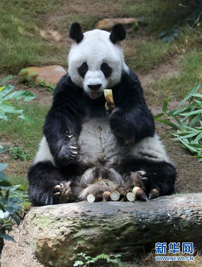 免费人成在线观看欧美精品