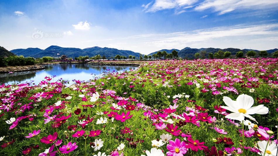 wwwxxxx日本