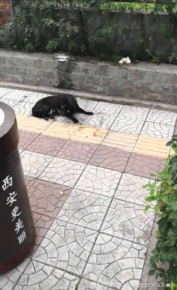 国产 黄色 片