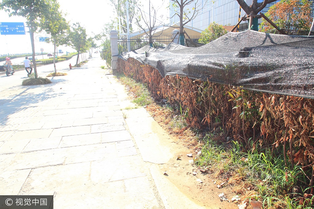 甘雨げんこつやまの腿法娴熟