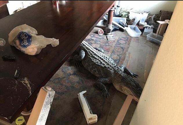 台湾 成人 电影