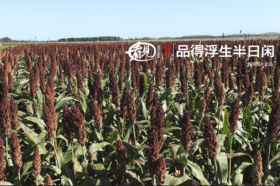 中国熟女推油按摩偷拍