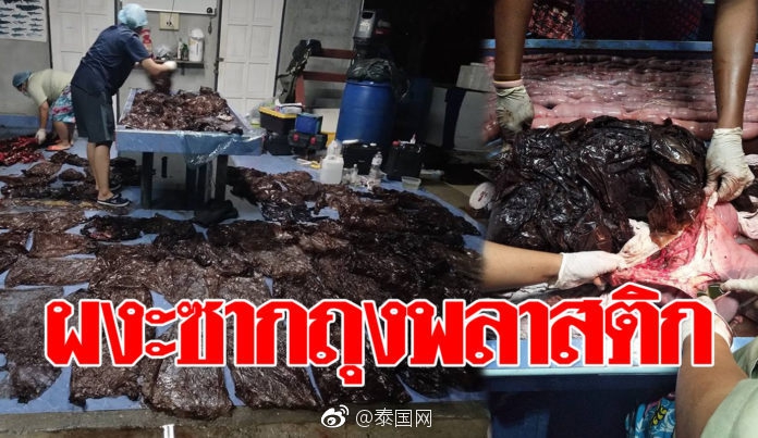 操逼视频免费看