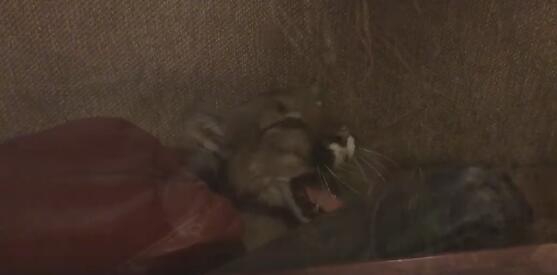 女女同さくらちゃんのふ高清